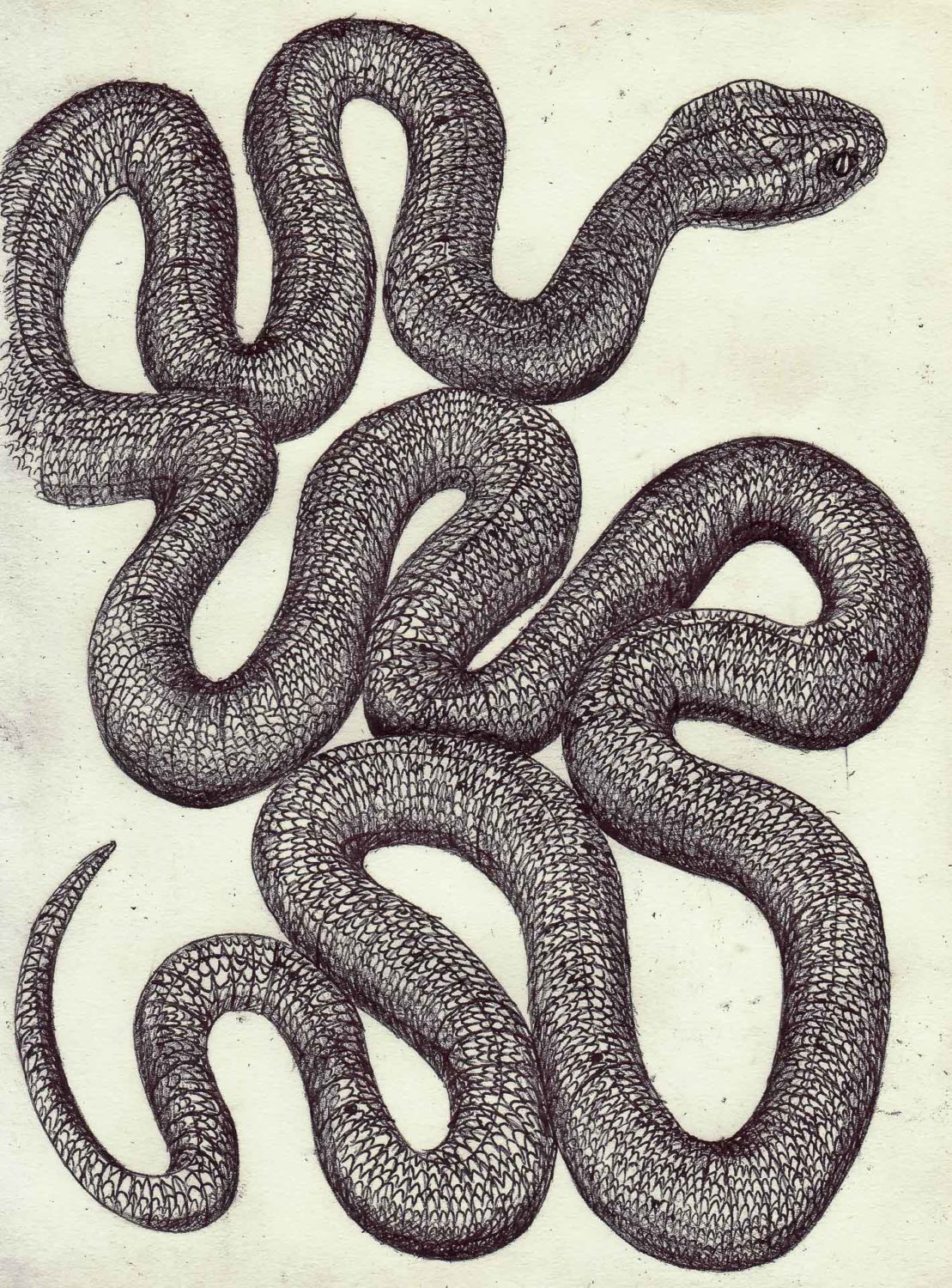 Illu stazione di un serpente