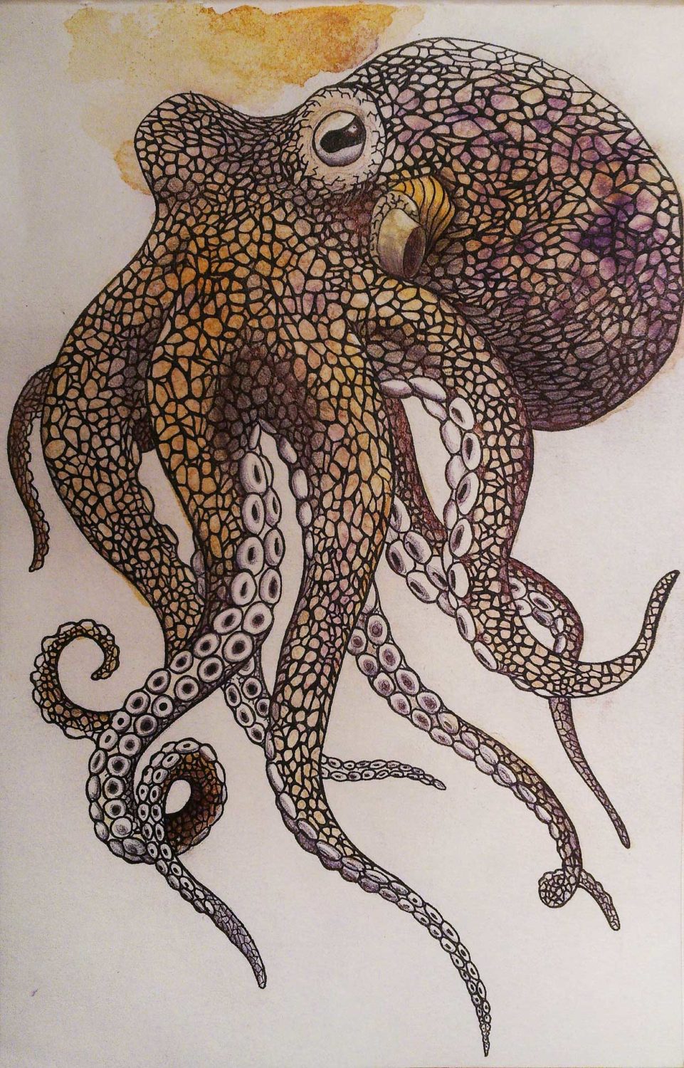 Illustrazione di un polipo