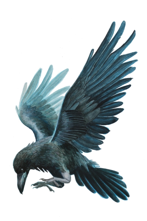 Illustrazione di un corvo