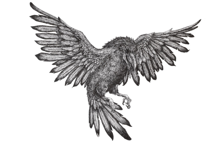 Illustrazione di un corvo