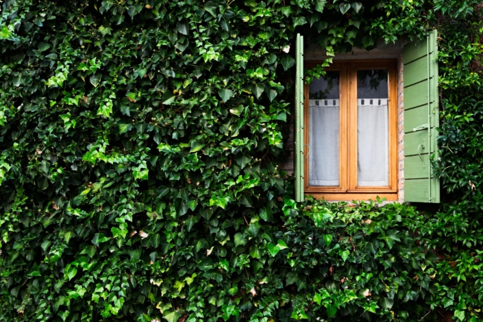 Finestra in mezzo ad un muro di edere