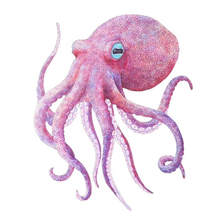 Illustrazione di un polipo